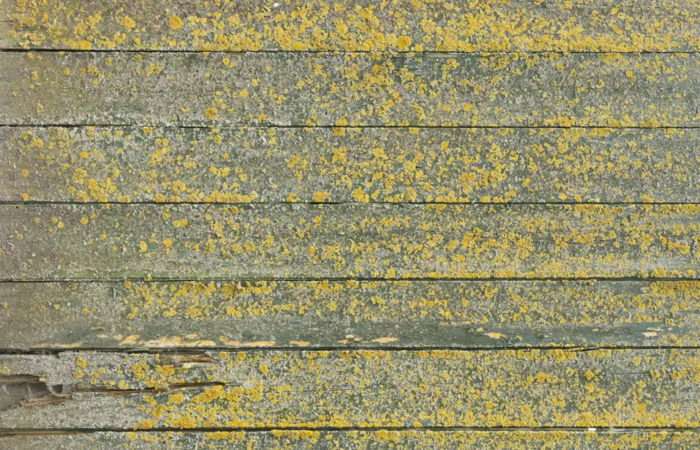 Woodsen Yellow 12X8 Ultracloth ( 144 X 96 Inch ) Backdrop