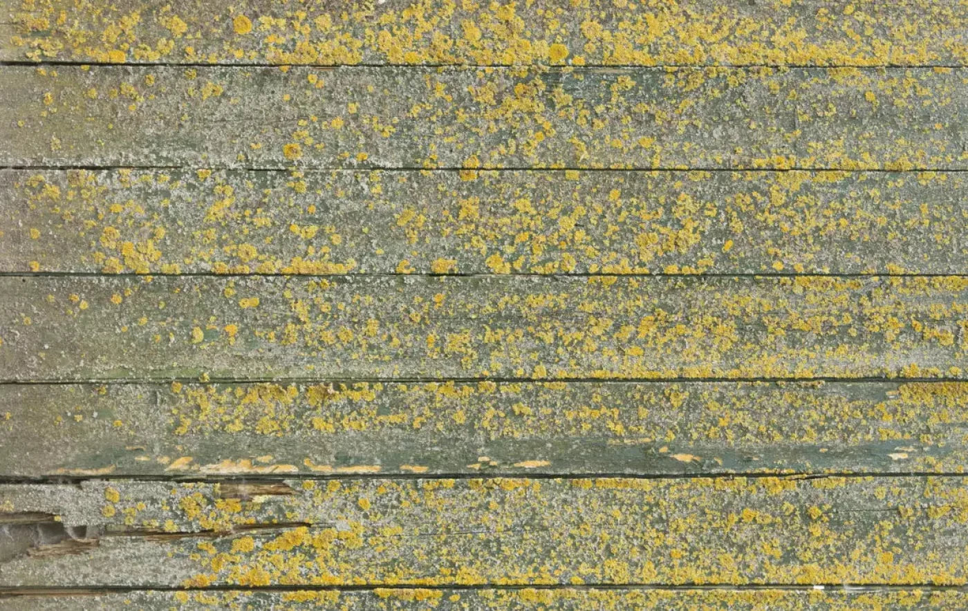 Woodsen Yellow 16X10 Ultracloth ( 192 X 120 Inch ) Backdrop