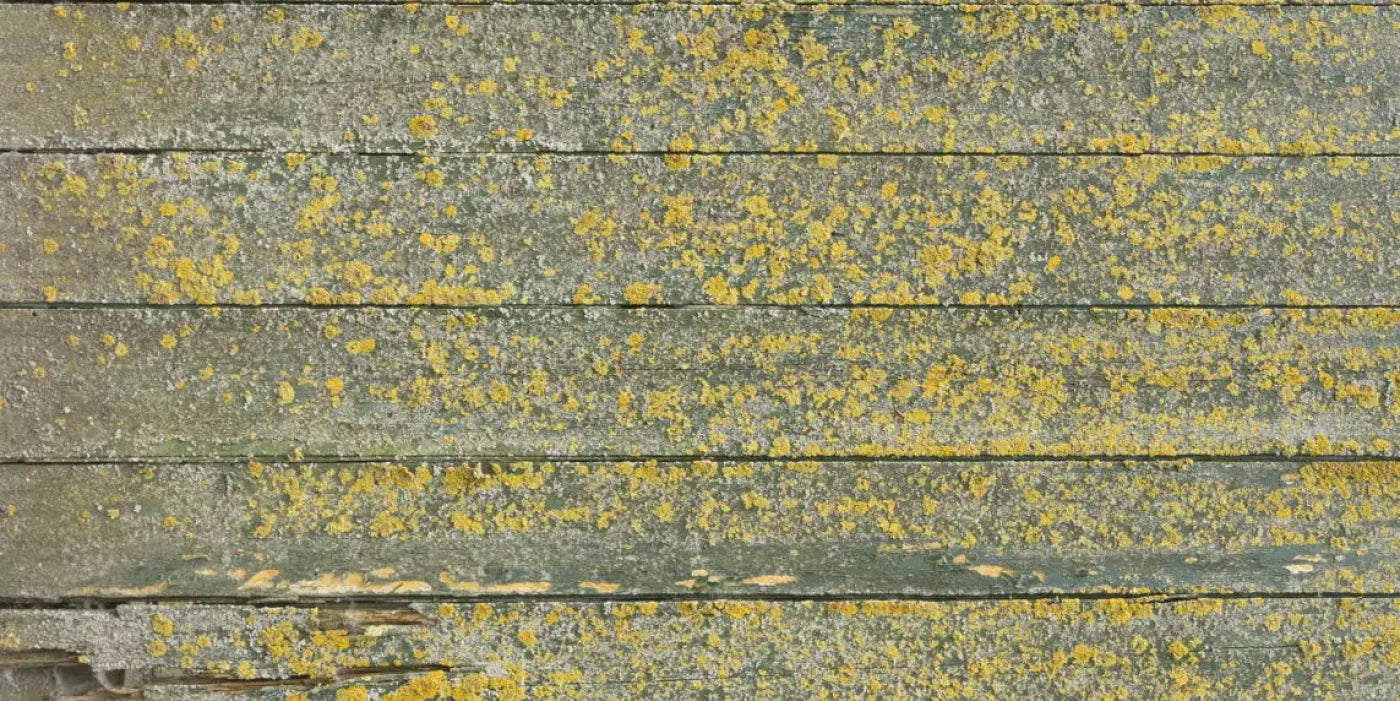Woodsen Yellow 20X10 Ultracloth ( 240 X 120 Inch ) Backdrop