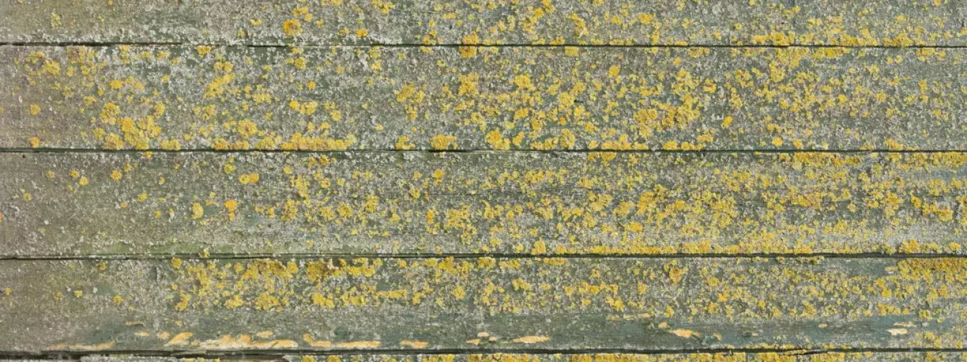 Woodsen Yellow 20X8 Ultracloth ( 240 X 96 Inch ) Backdrop