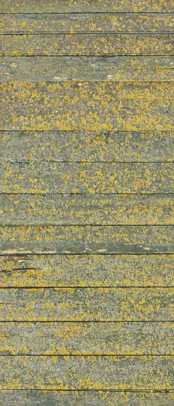 Woodsen Yellow 5X12 Ultracloth For Westcott X-Drop ( 60 X 144 Inch ) Backdrop