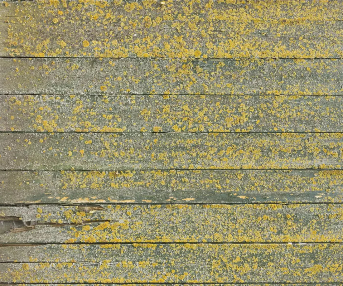 Woodsen Yellow 5X42 Fleece ( 60 X 50 Inch ) Backdrop