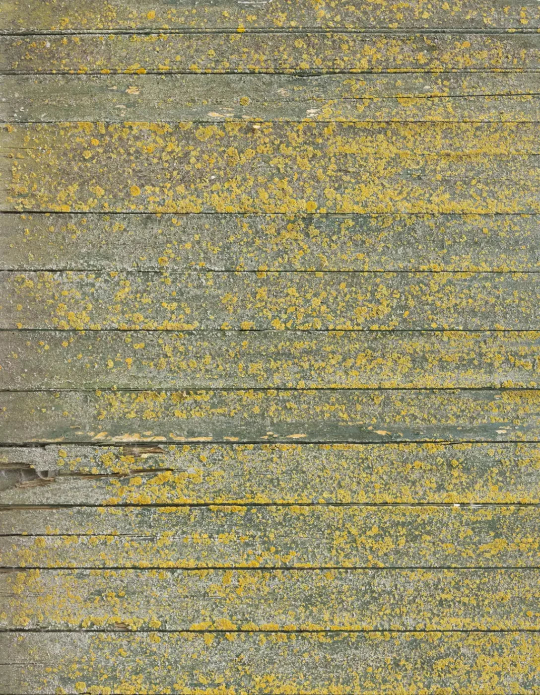 Woodsen Yellow 6X8 Fleece ( 72 X 96 Inch ) Backdrop