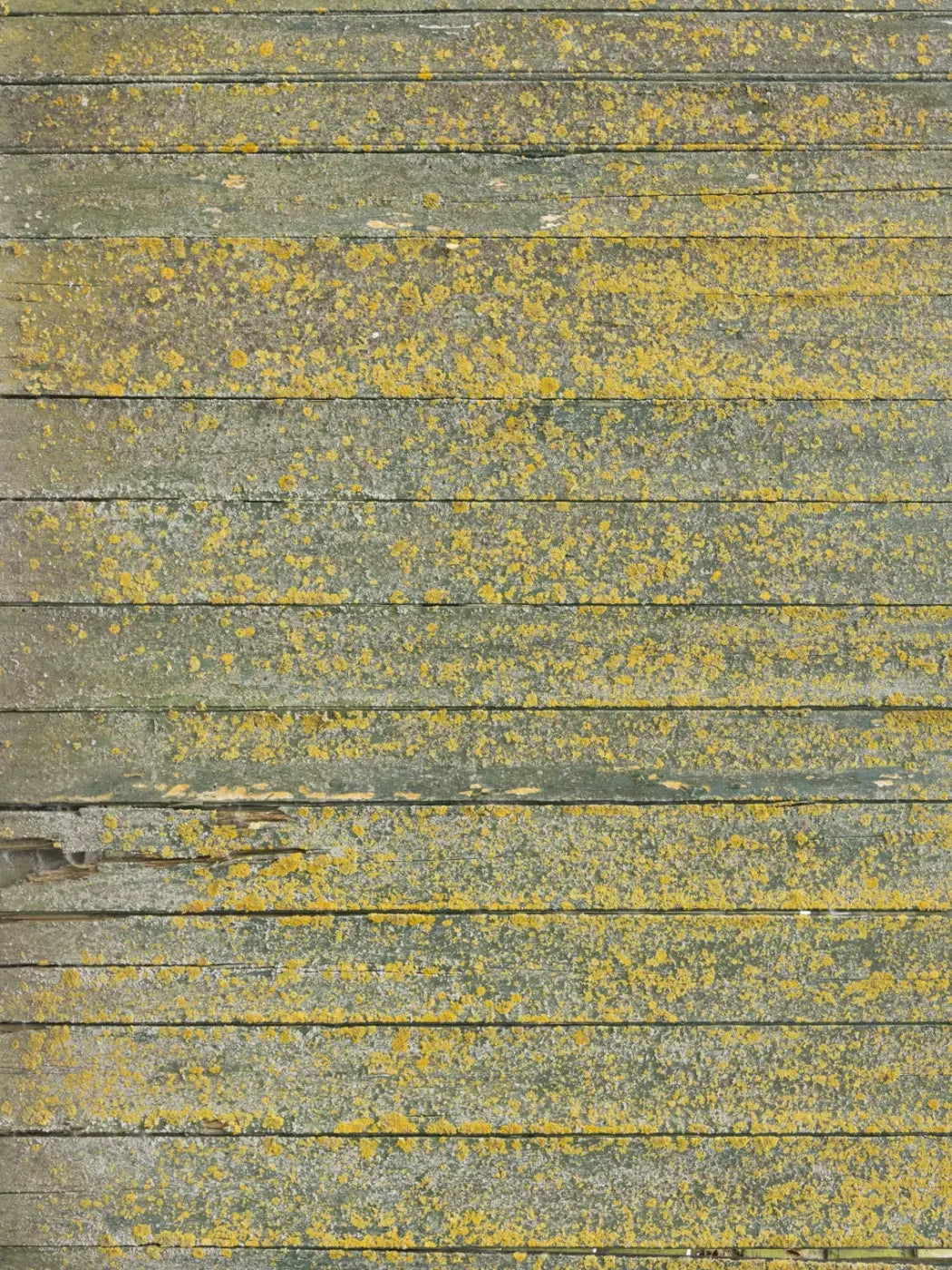 Woodsen Yellow 8X10 Fleece ( 96 X 120 Inch ) Backdrop