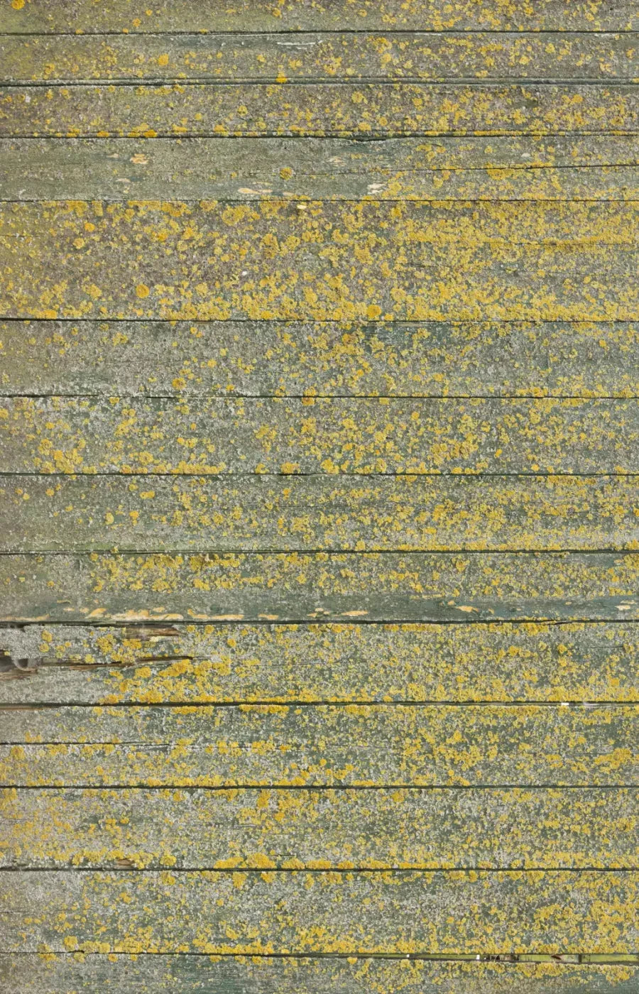 Woodsen Yellow 8X12 Ultracloth ( 96 X 144 Inch ) Backdrop
