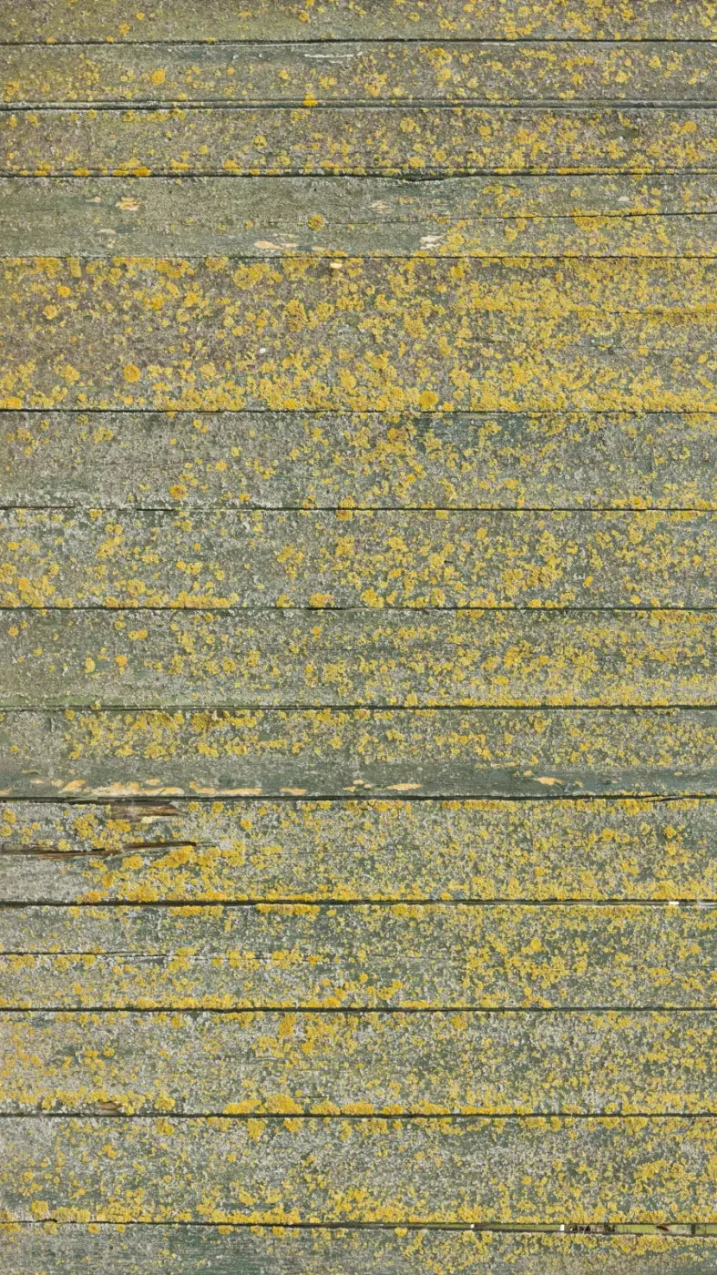Woodsen Yellow 8X14 Ultracloth ( 96 X 168 Inch ) Backdrop