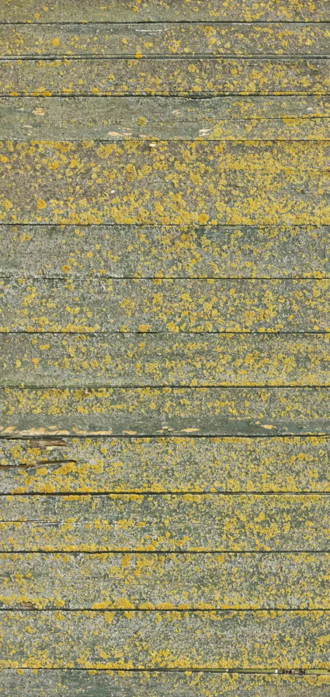 Woodsen Yellow 8X16 Ultracloth ( 96 X 192 Inch ) Backdrop