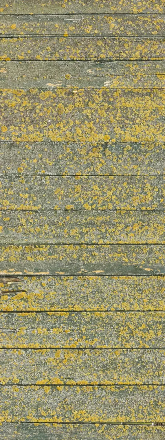 Woodsen Yellow 8X20 Ultracloth ( 96 X 240 Inch ) Backdrop