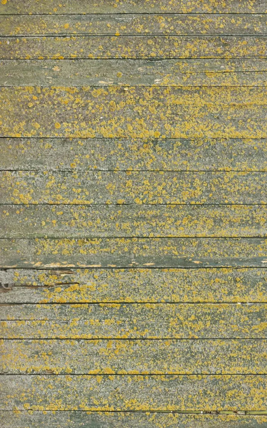 Woodsen Yellow 9X14 Ultracloth ( 108 X 168 Inch ) Backdrop