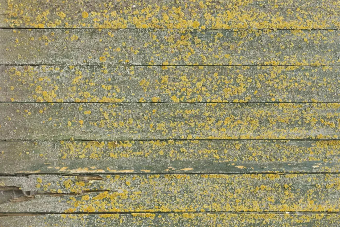 Woodsen Yellow Backdrop