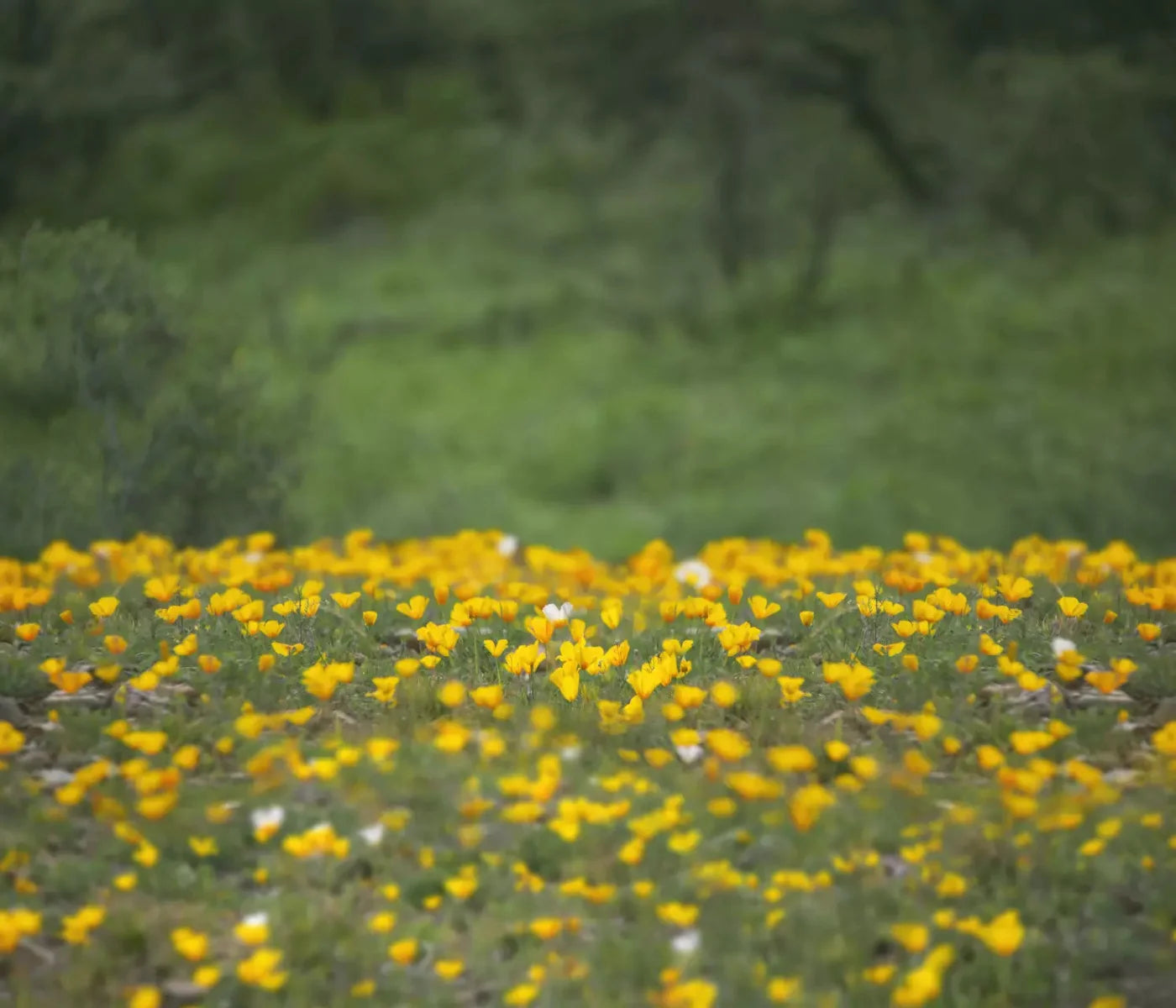 Yellow Poppies 12X10 Ultracloth ( 144 X 120 Inch ) Backdrop