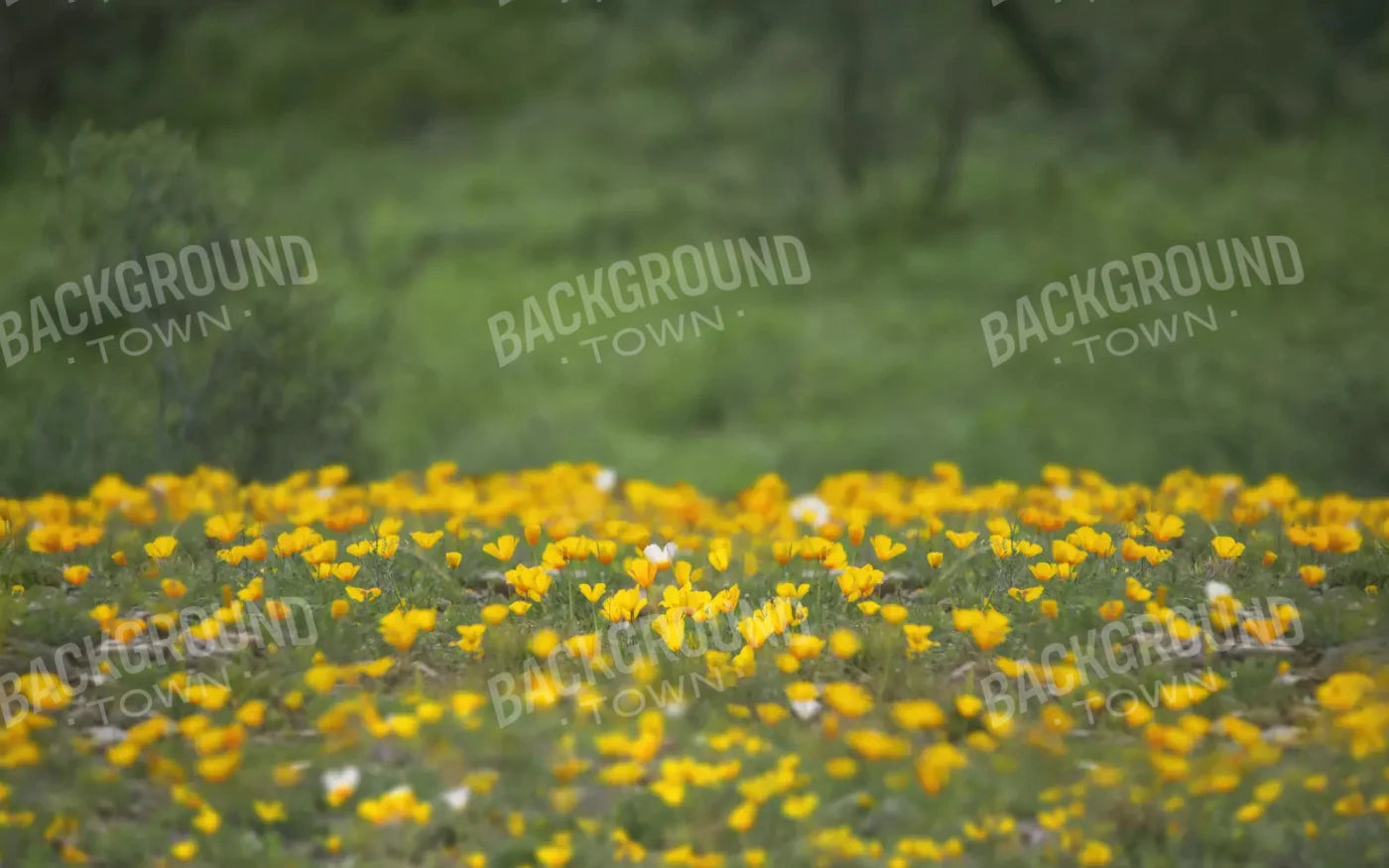 Yellow Poppies 14X9 Ultracloth ( 168 X 108 Inch ) Backdrop