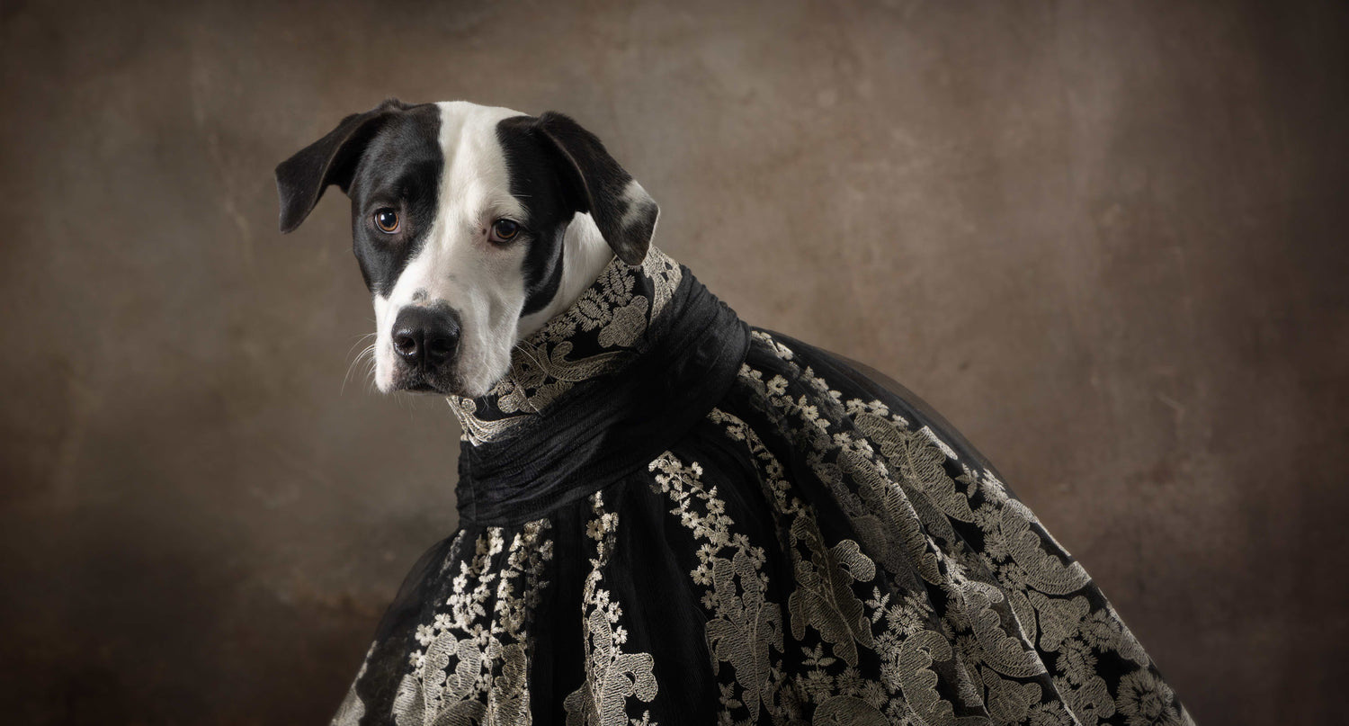 Creative Studio Photography Using Beige Greco Wall