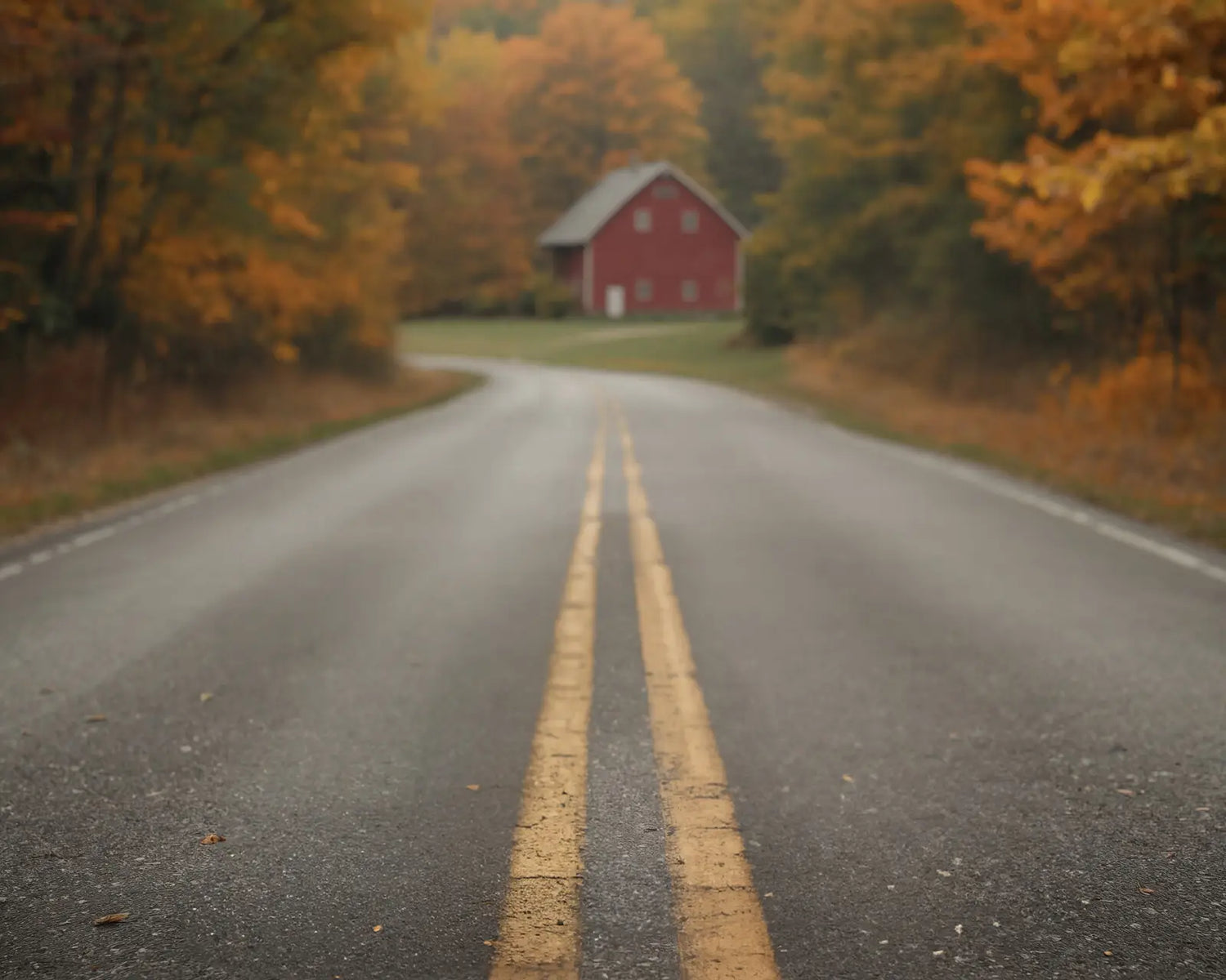 Brown Autumn Road