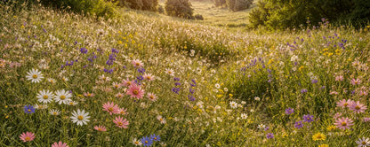 Wildflower Medow