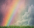 Red Pink Green Yellow Blue  Backdrop for Photography