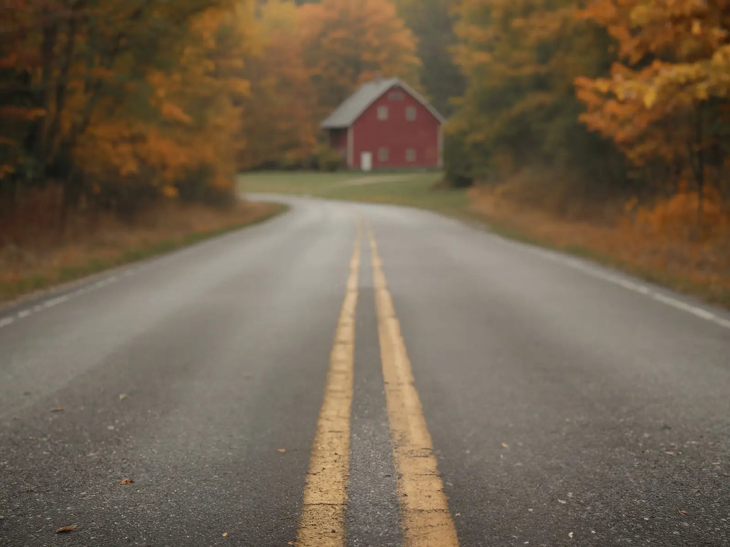 Brown Autumn Road