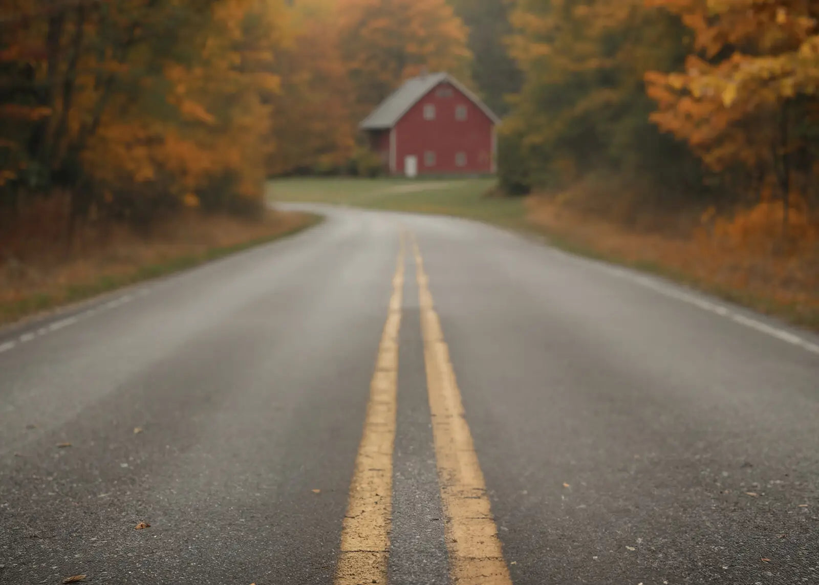 Brown Autumn Road