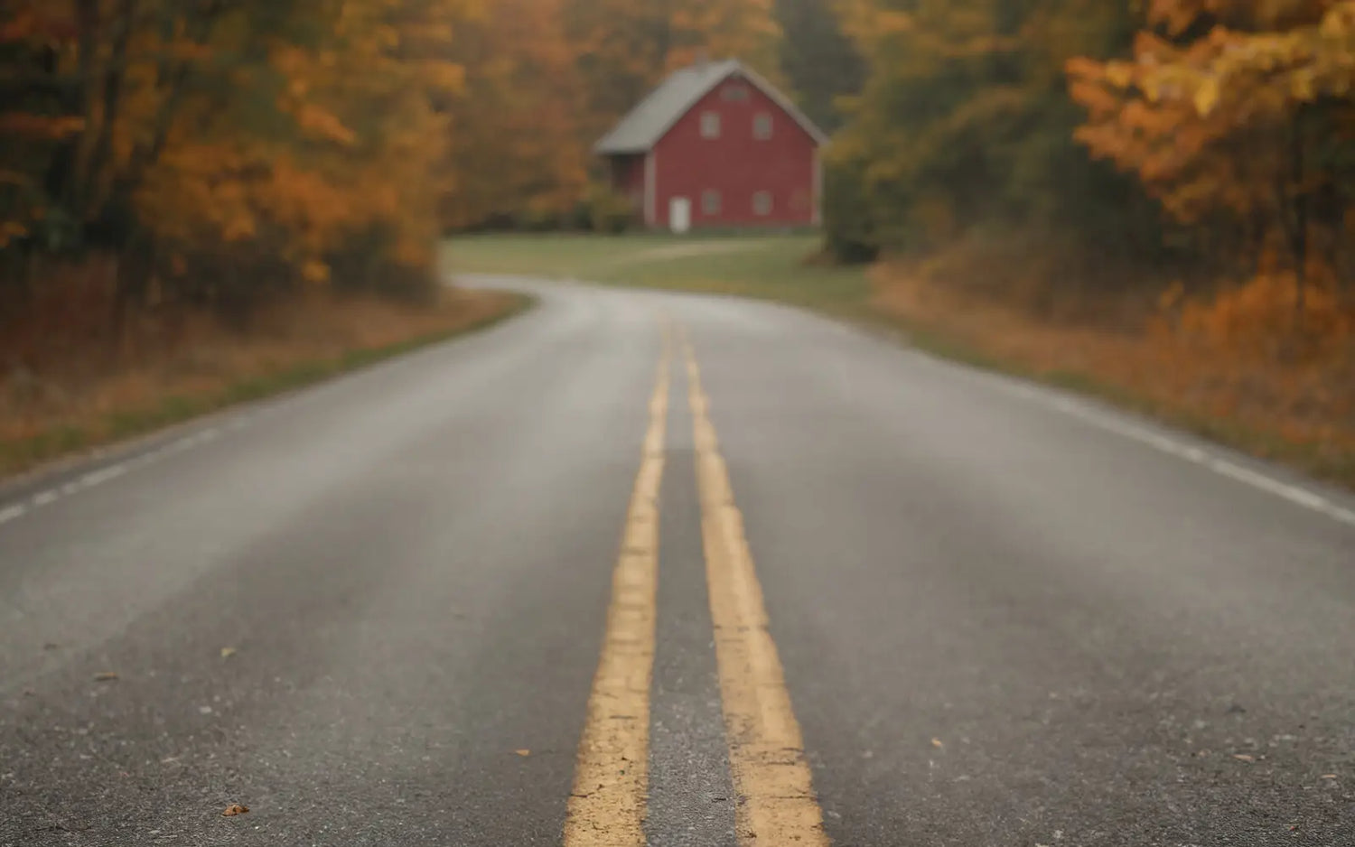 Brown Autumn Road