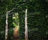 Green Nature Backdrop for Photography