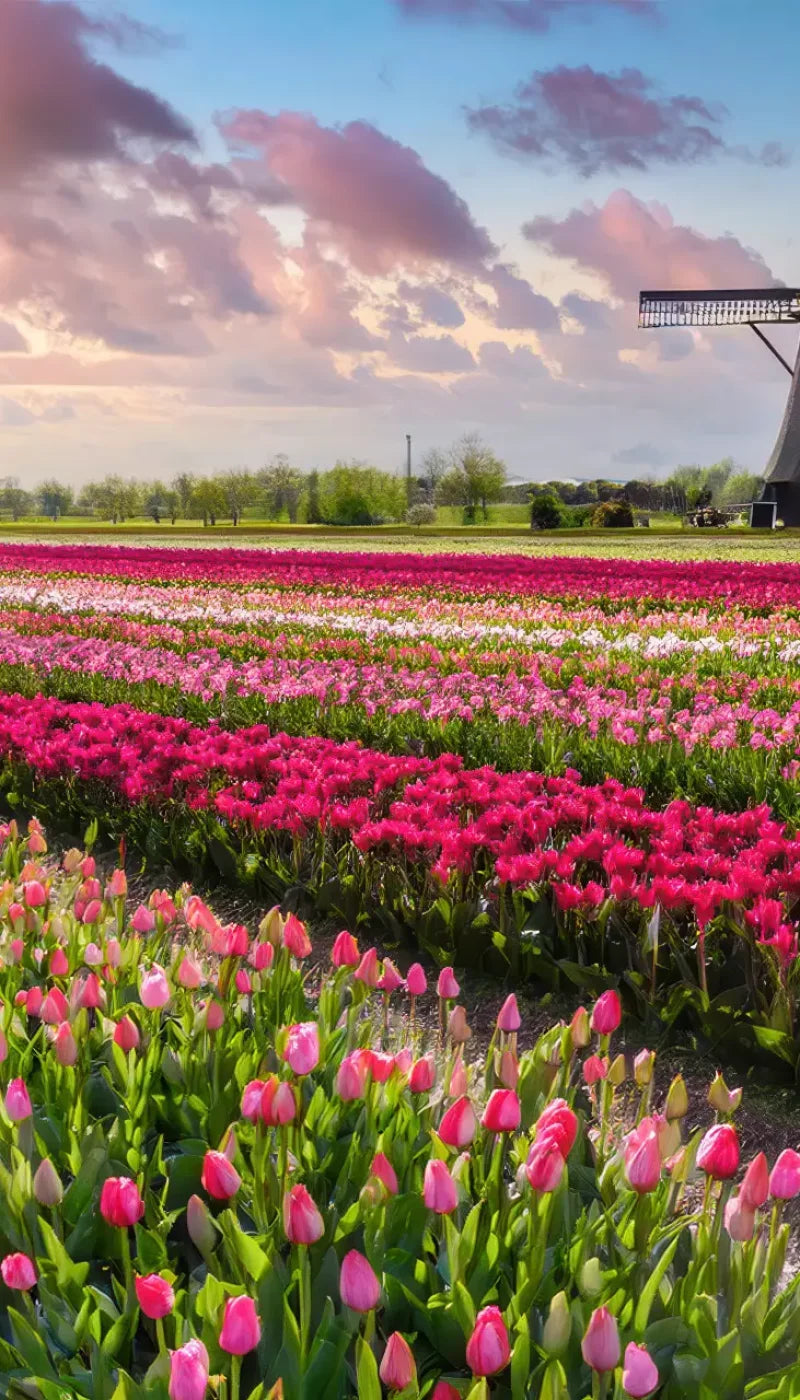 Amsterdam Backdrop
