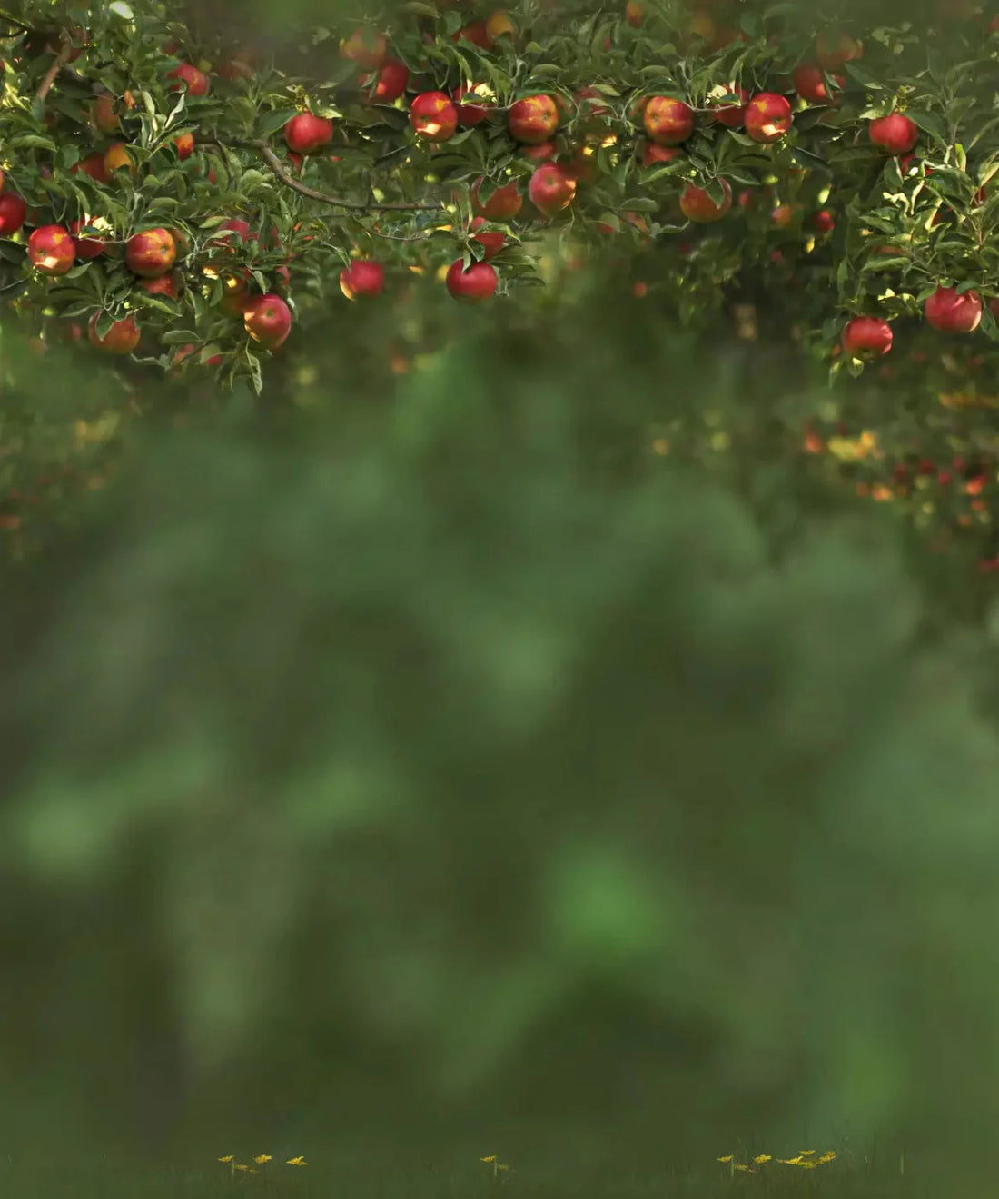 Apple Tree Orchard Backdrop for Photography