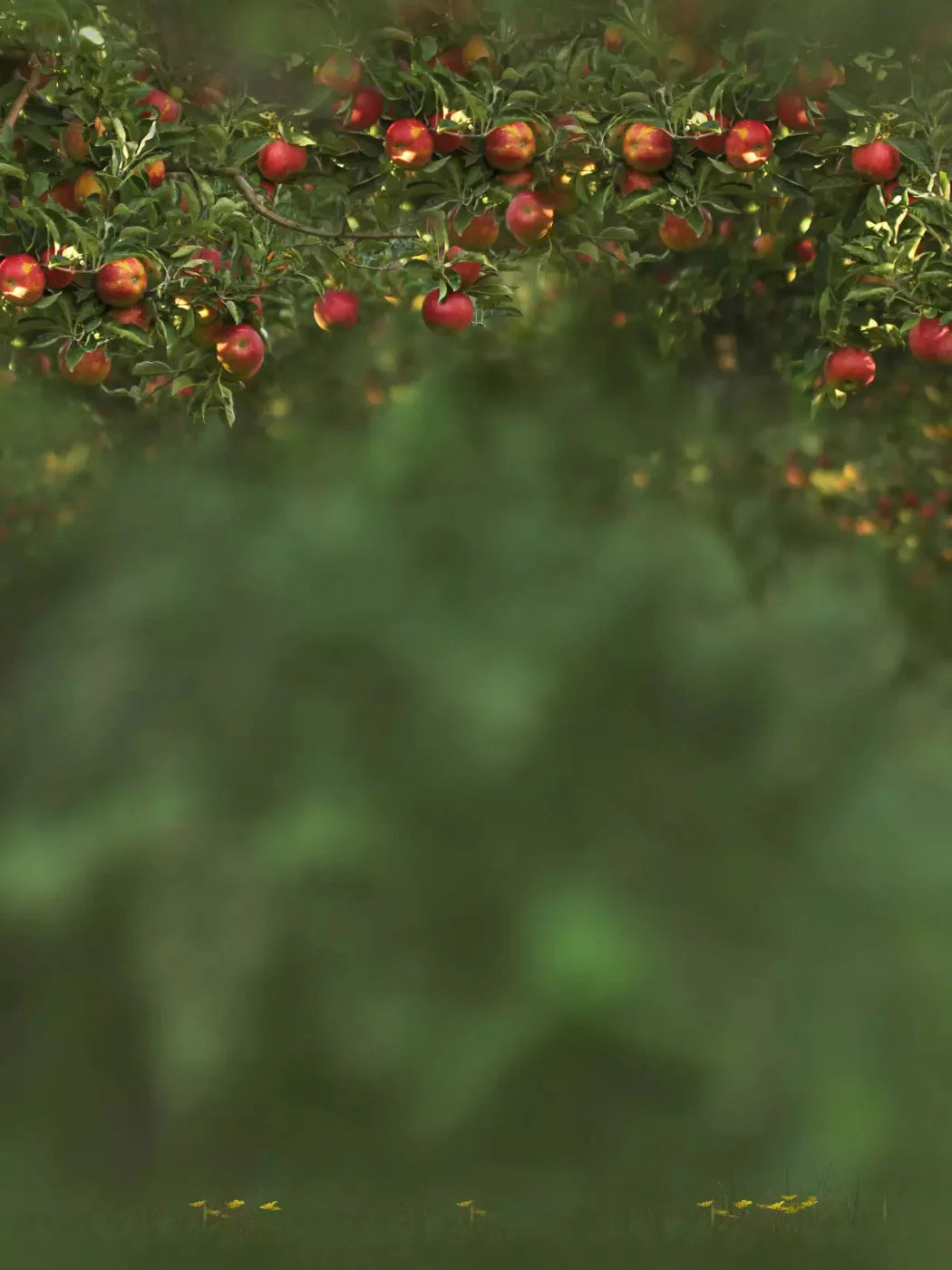 Apple Tree 5X68 Fleece ( 60 X 80 Inch ) Backdrop