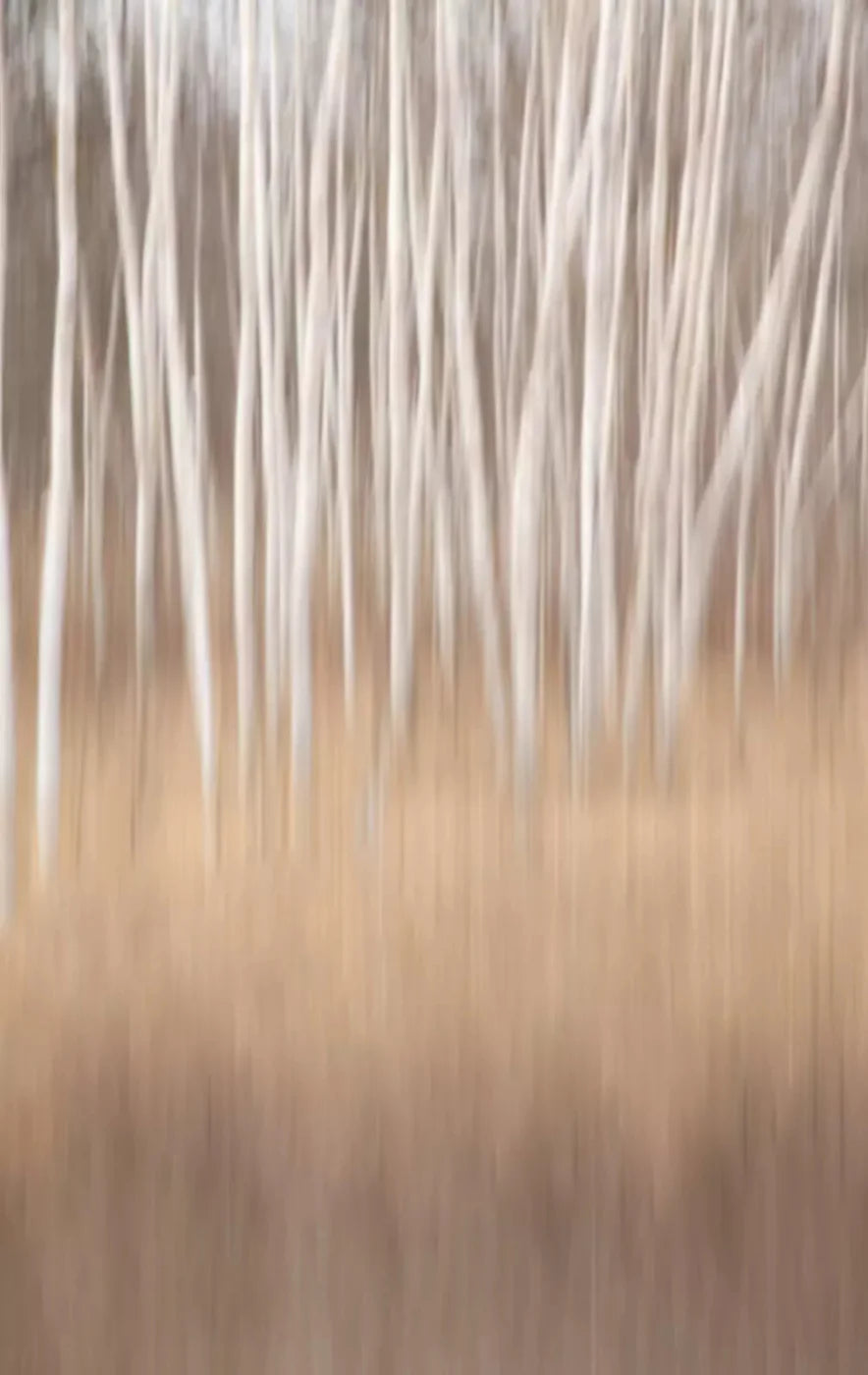Aspens 10X16 Ultracloth ( 120 X 192 Inch ) Backdrop