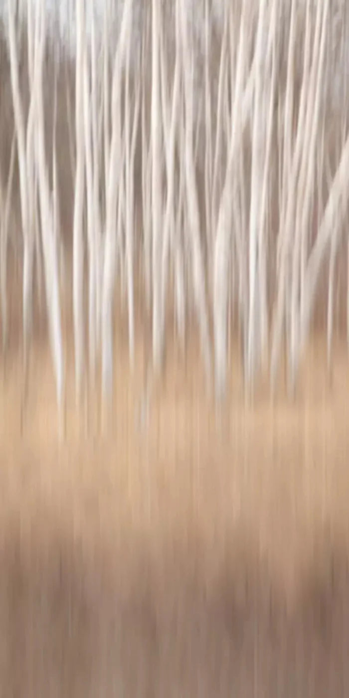 Aspens 10X20 Ultracloth ( 120 X 240 Inch ) Backdrop