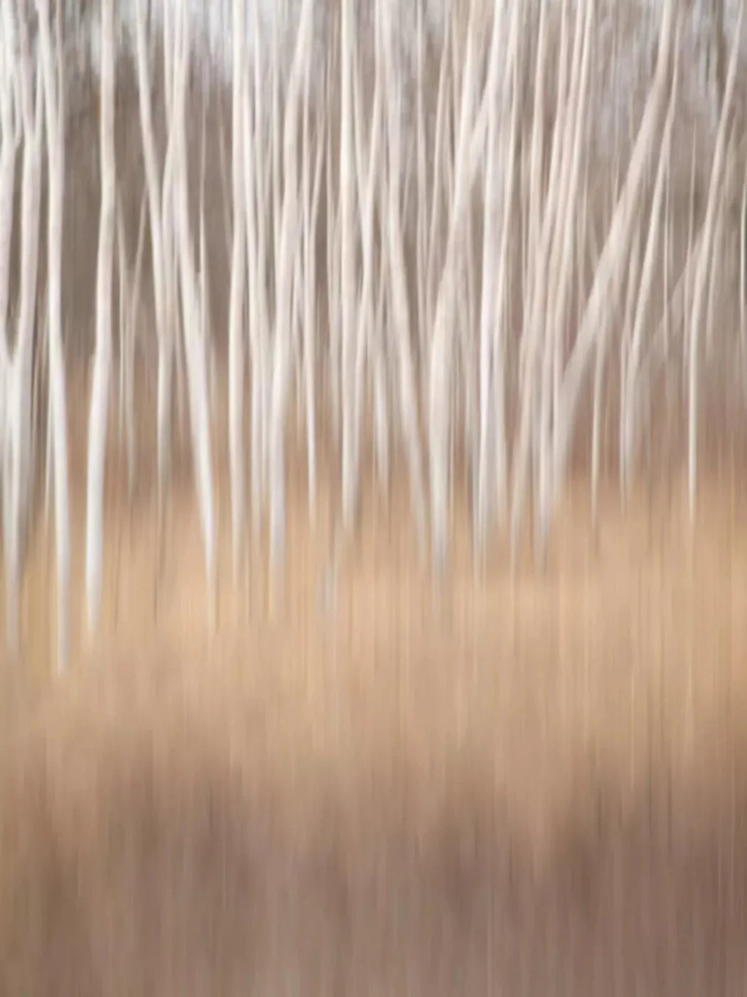 Aspens 5X68 Fleece ( 60 X 80 Inch ) Backdrop