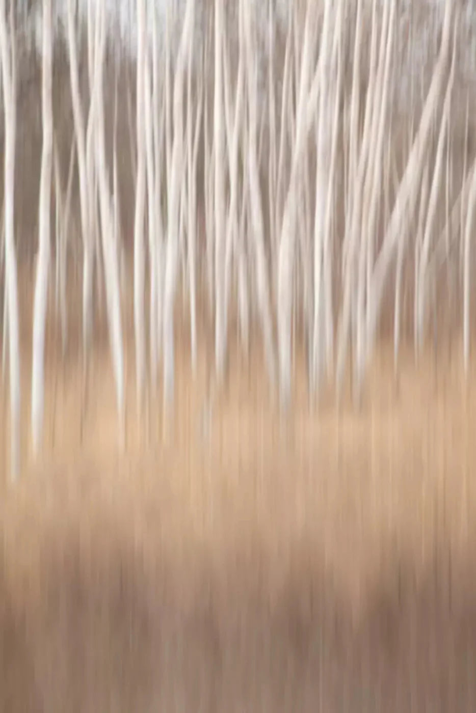Aspens 5X8 Ultracloth ( 60 X 96 Inch ) Backdrop
