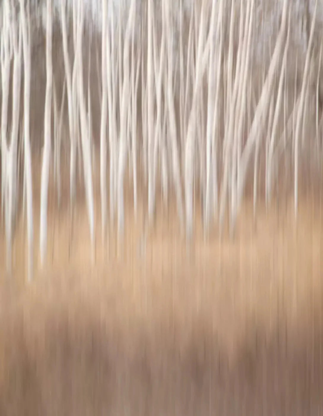Aspens 6X8 Fleece ( 72 X 96 Inch ) Backdrop
