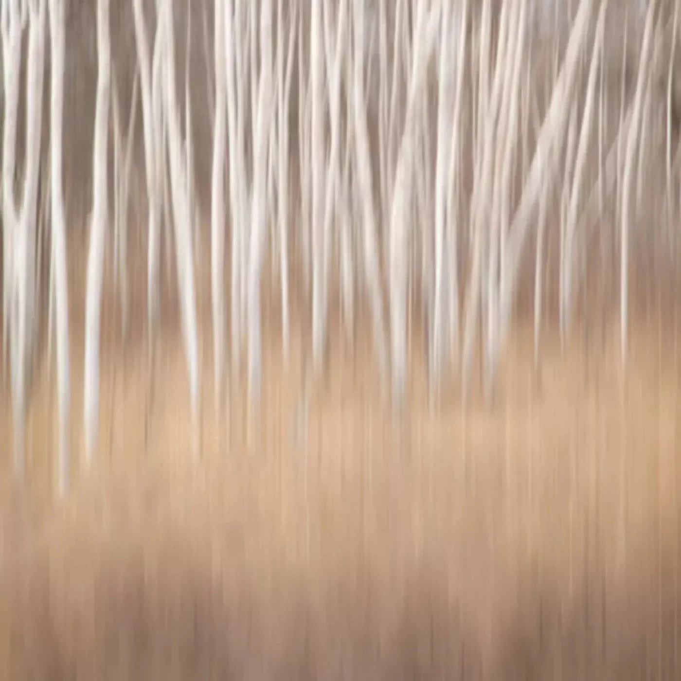 Aspens 8X8 Fleece ( 96 X Inch ) Backdrop