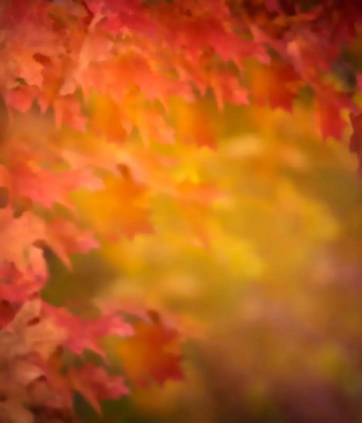 Autumn Dreams 10X12 Ultracloth ( 120 X 144 Inch ) Backdrop