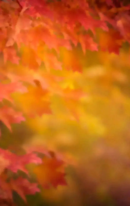 Autumn Dreams 10X16 Ultracloth ( 120 X 192 Inch ) Backdrop