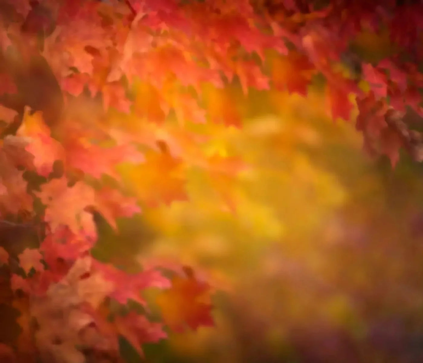 Autumn Dreams 12X10 Ultracloth ( 144 X 120 Inch ) Backdrop