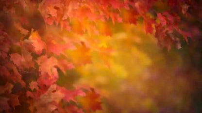 Autumn Dreams 14X8 Ultracloth ( 168 X 96 Inch ) Backdrop