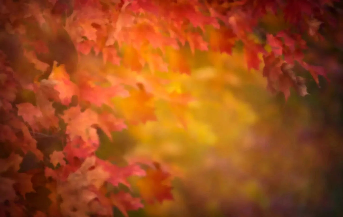 Autumn Dreams 16X10 Ultracloth ( 192 X 120 Inch ) Backdrop