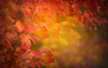 Autumn Dreams 16X10 Ultracloth ( 192 X 120 Inch ) Backdrop