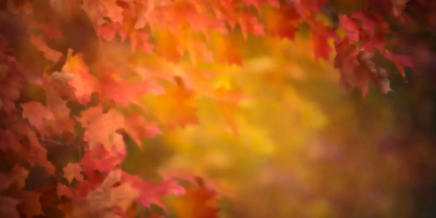 Autumn Dreams 20X10 Ultracloth ( 240 X 120 Inch ) Backdrop