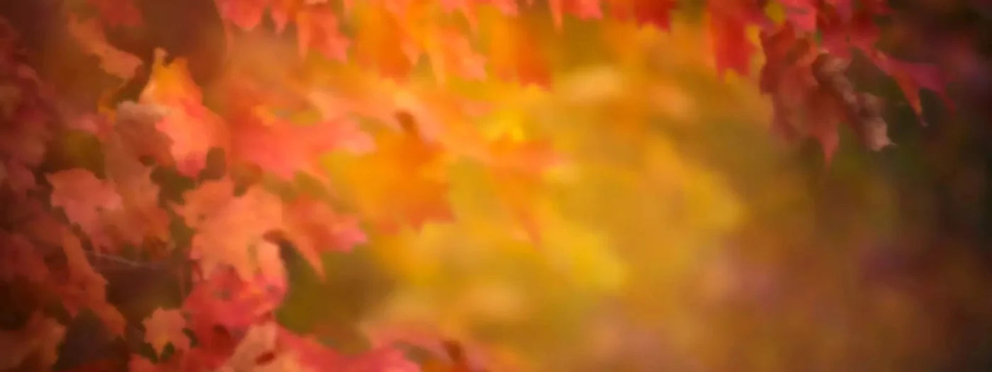 Autumn Dreams 20X8 Ultracloth ( 240 X 96 Inch ) Backdrop