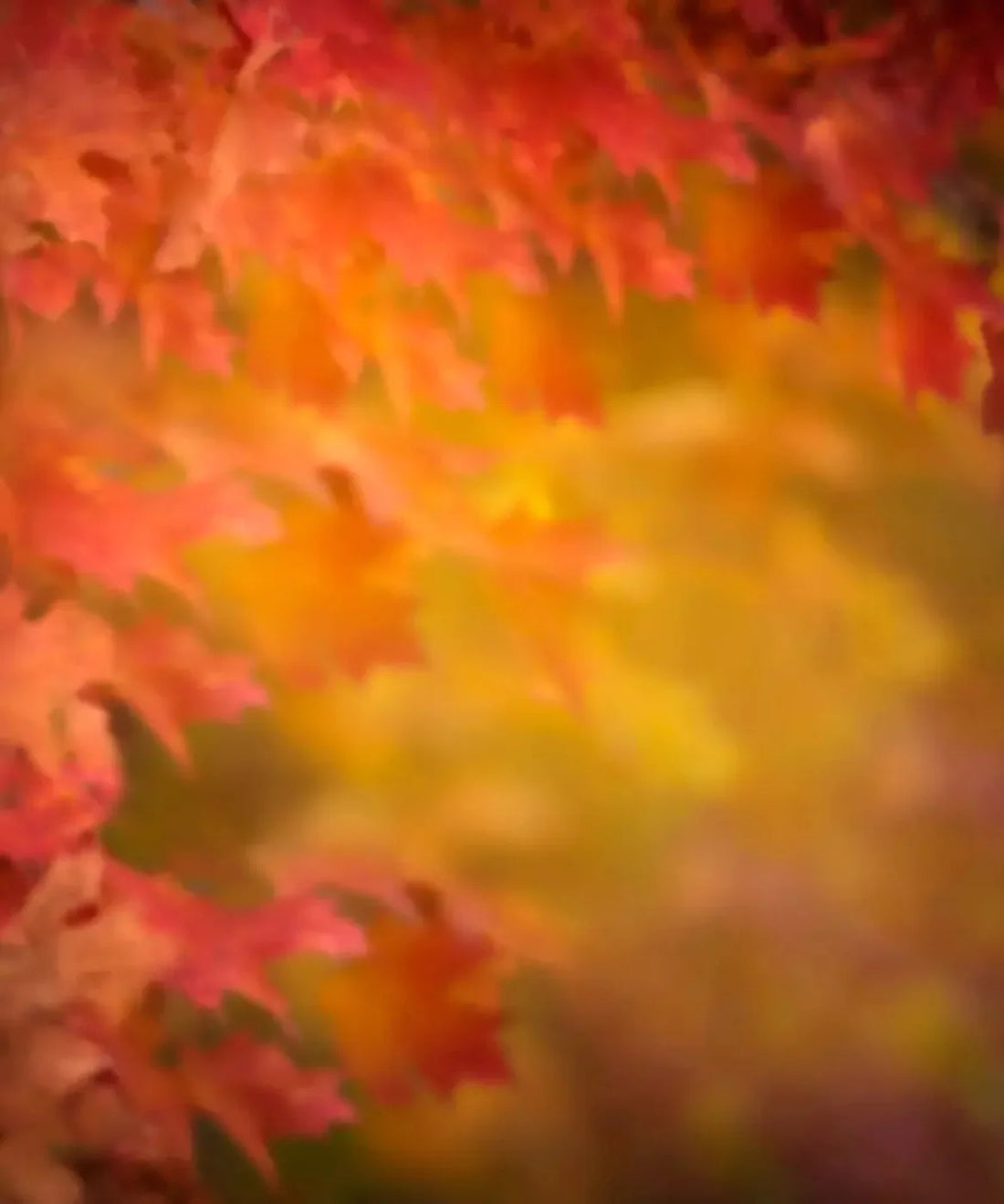 Orange Autumn Backdrop for Photography