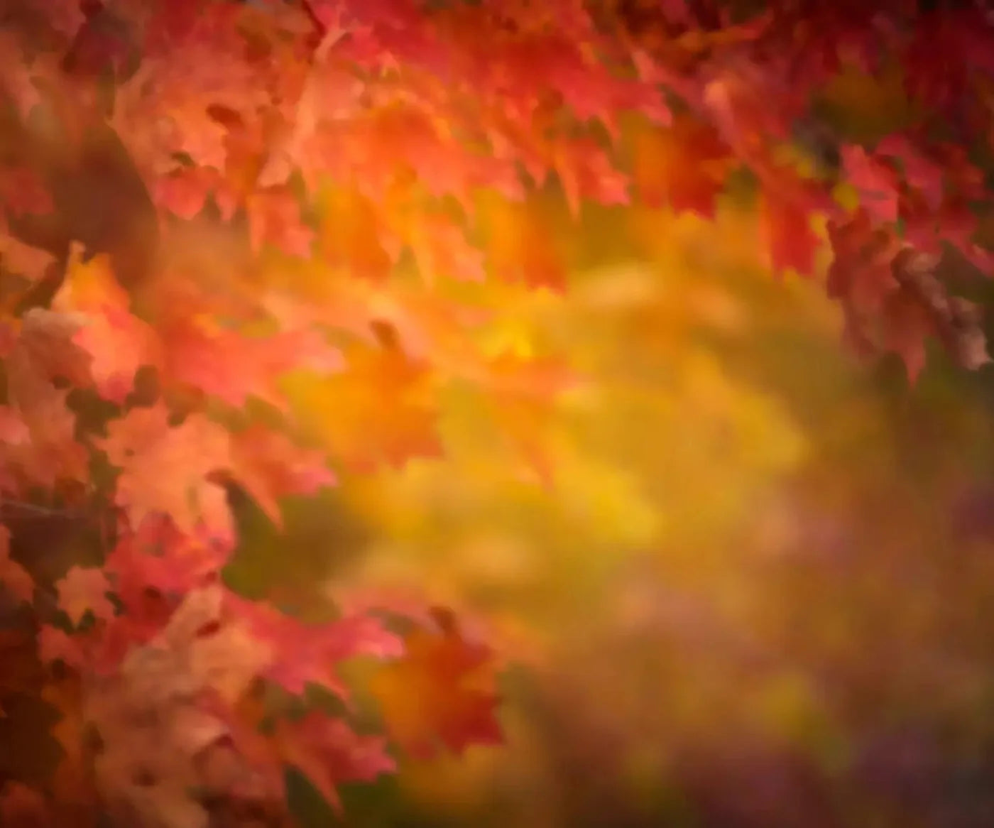 Autumn Dreams 5X42 Fleece ( 60 X 50 Inch ) Backdrop