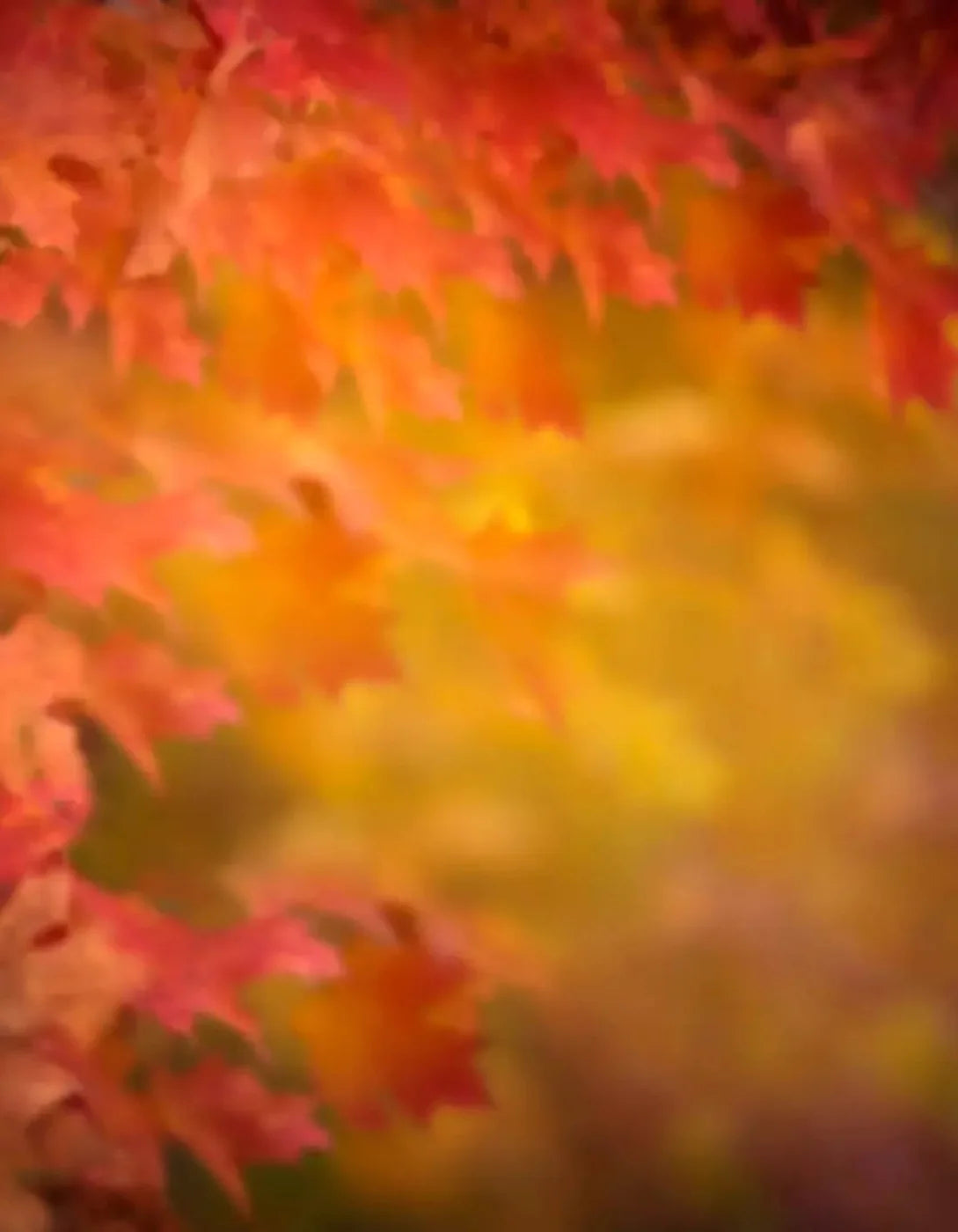 Autumn Dreams 6X8 Fleece ( 72 X 96 Inch ) Backdrop