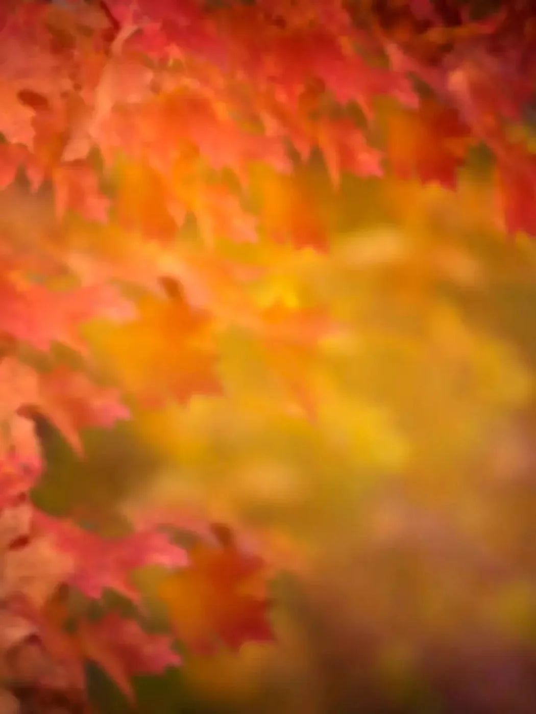Autumn Dreams 8X10 Fleece ( 96 X 120 Inch ) Backdrop