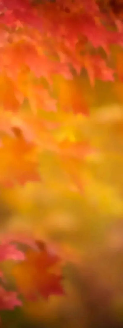 Autumn Dreams 8X20 Ultracloth ( 96 X 240 Inch ) Backdrop
