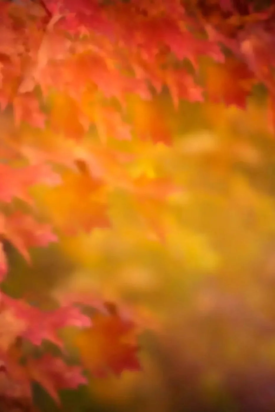 Autumn Dreams Backdrop