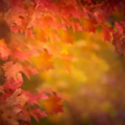 Autumn Dreams Backdrop