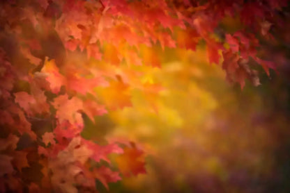 Autumn Dreams Backdrop