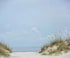 Blue Summer Backdrop for Photography